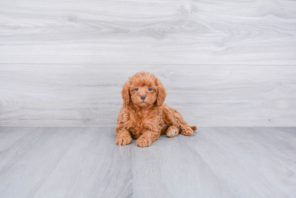 Sweet Mini Goldendoodle Baby