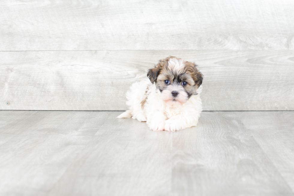 Havanese Pup Being Cute