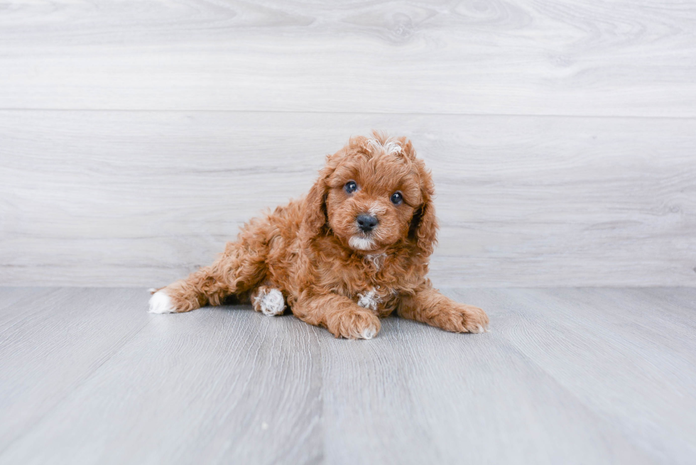 Petite Cavapoo Poodle Mix Pup