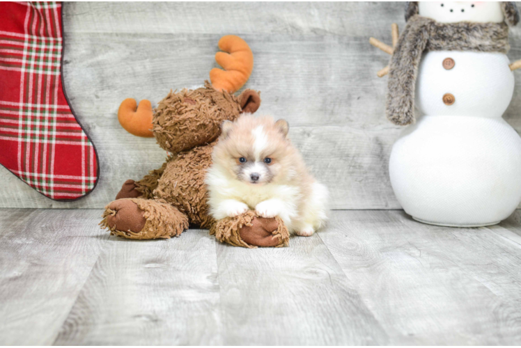 Smart Pomeranian Purebred Puppy