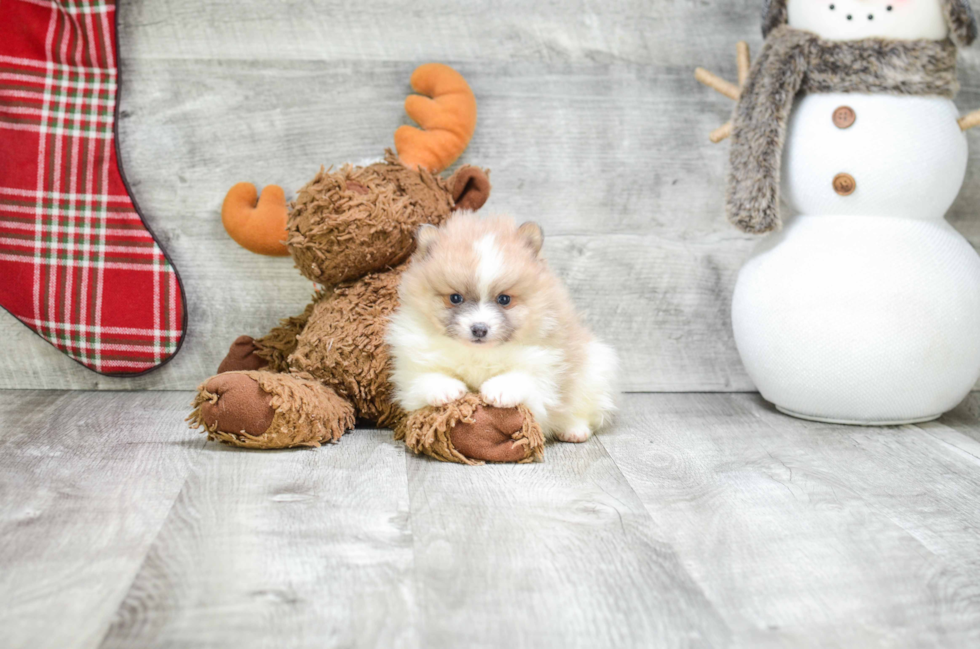 Smart Pomeranian Purebred Puppy