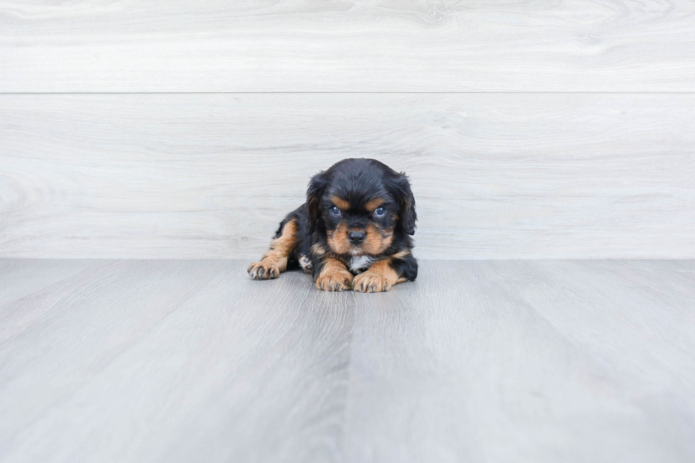 Small Cavalier King Charles Spaniel Baby