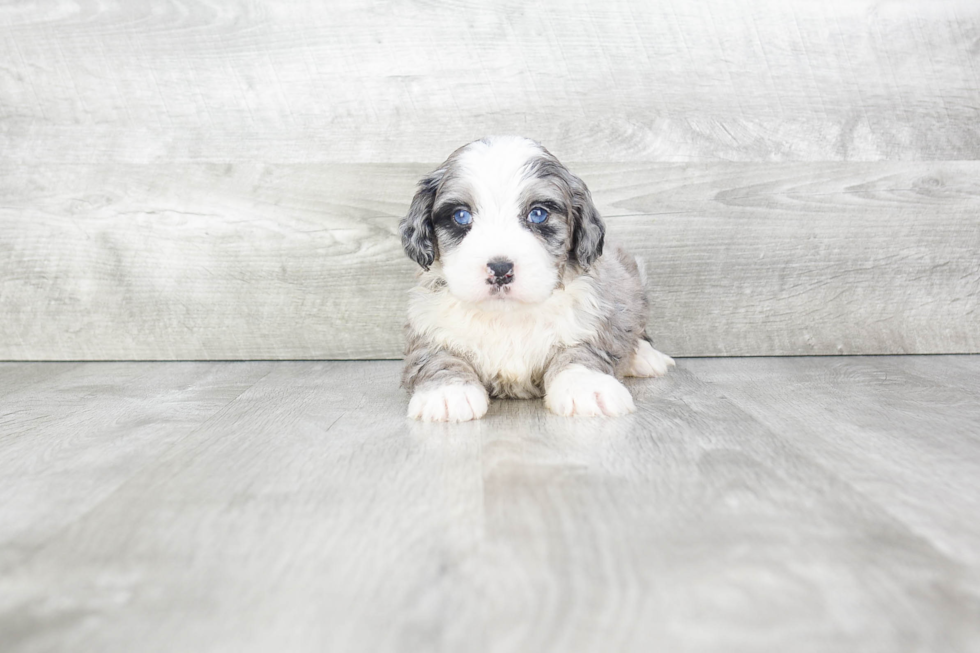 Cute Mini Bernedoodle Baby