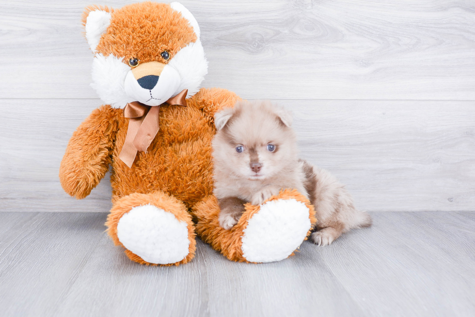 Petite Pomeranian Purebred Puppy