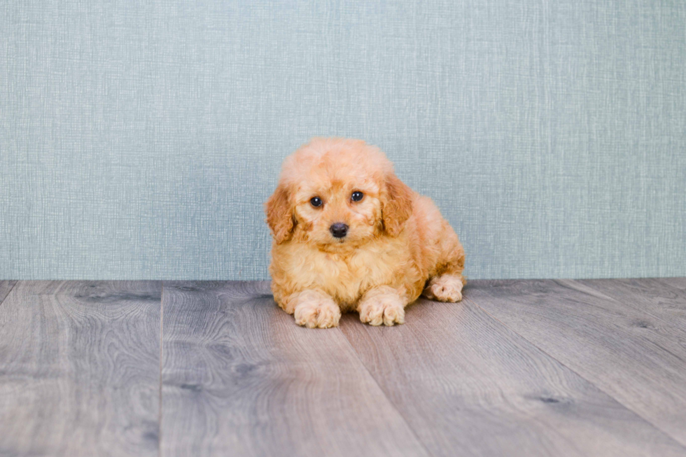 Best Mini Goldendoodle Baby