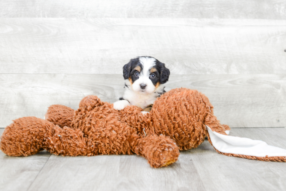 Best Mini Bernedoodle Baby