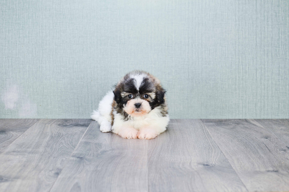 Teddy Bear Pup Being Cute