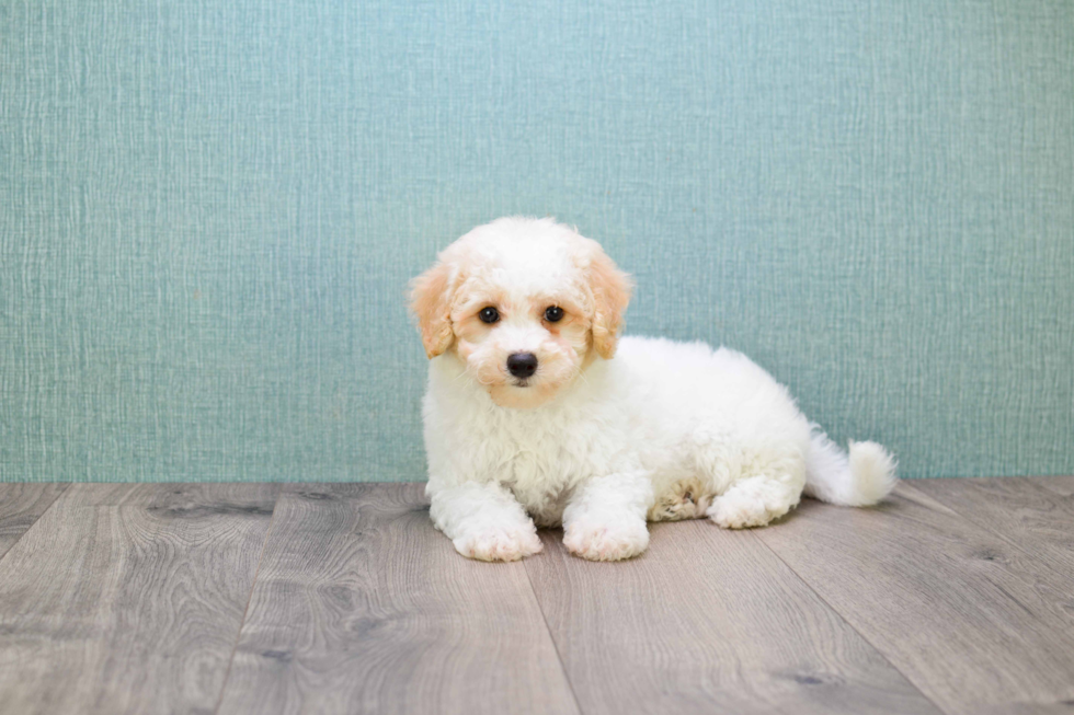 Little Golden Retriever Poodle Mix Puppy