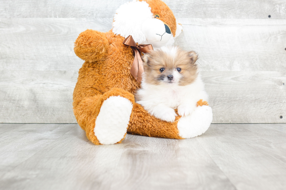 Best Pomeranian Baby