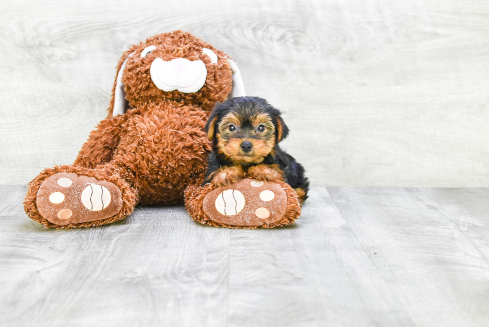 Meet Avery - our Yorkshire Terrier Puppy Photo 