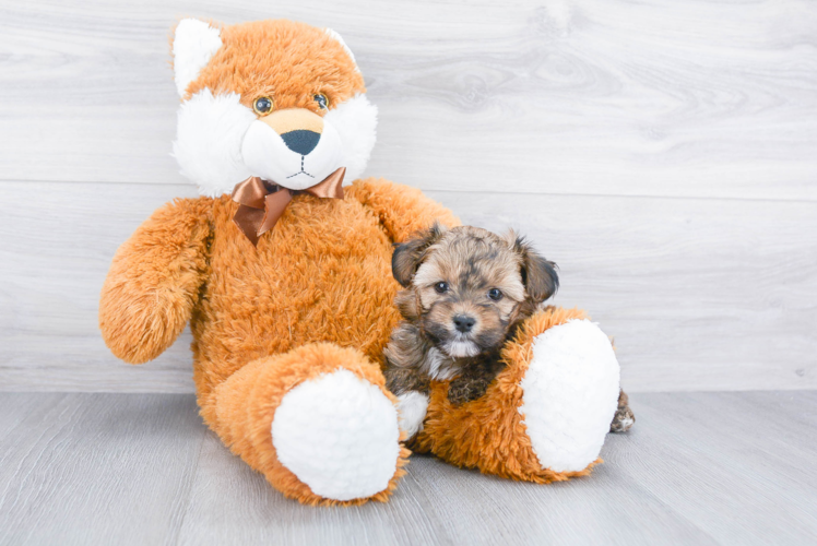 Yorkie Poo Pup Being Cute