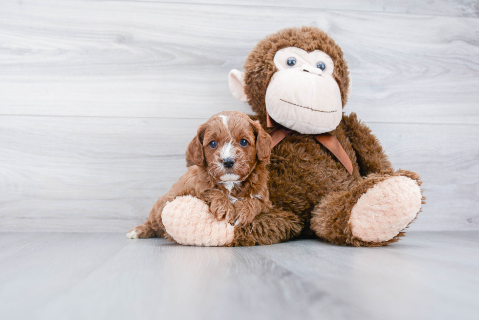 Best Cavapoo Baby