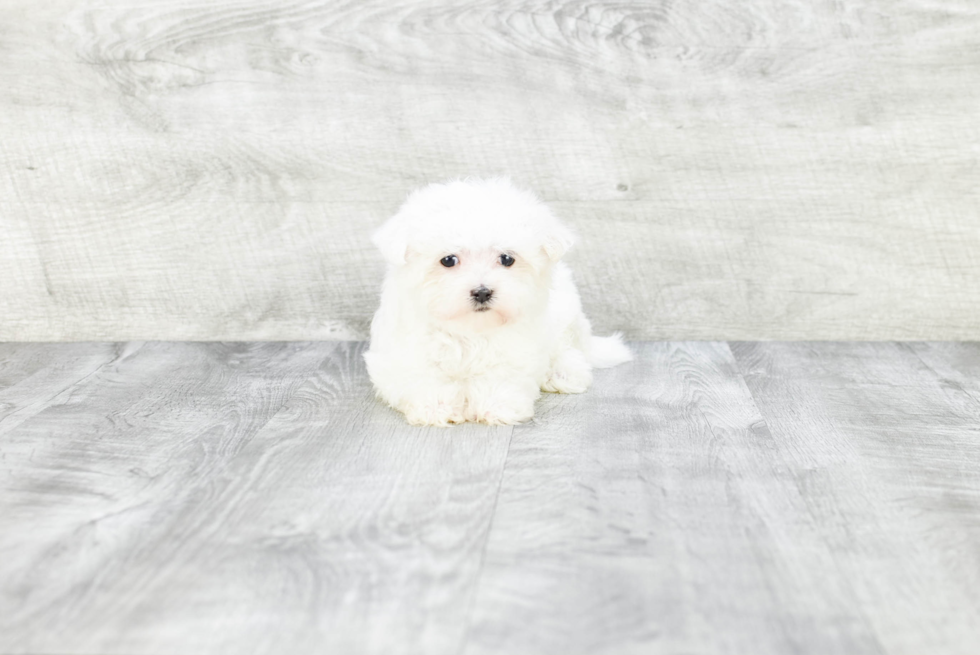 Best Maltese Baby