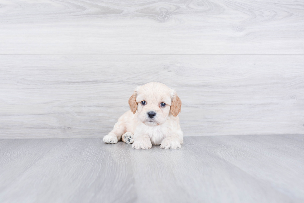 Hypoallergenic Cavalier Designer Puppy