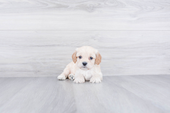 Hypoallergenic Cavalier Designer Puppy