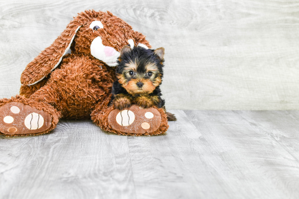 Meet Ronaldo - our Yorkshire Terrier Puppy Photo 