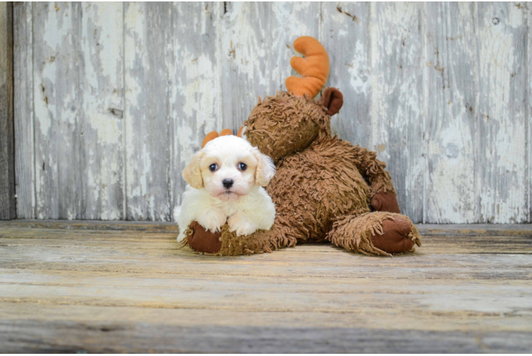 Cavachon Puppy for Adoption