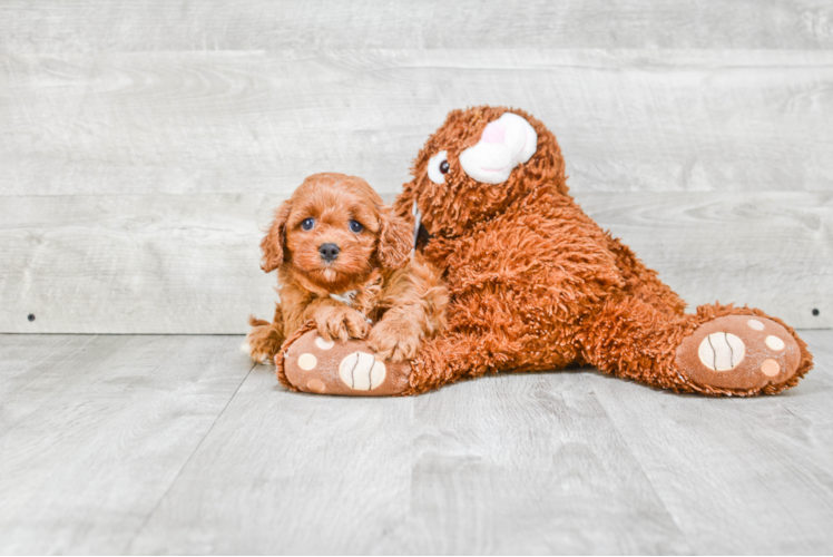 Energetic Cavoodle Poodle Mix Puppy