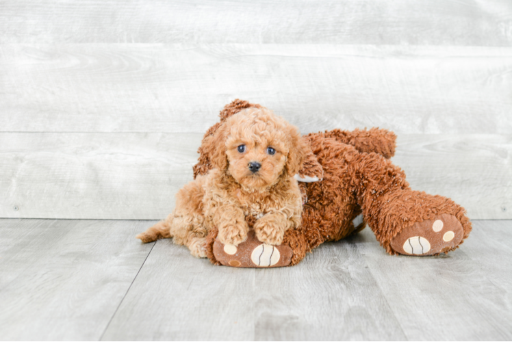 Adorable Cavoodle Poodle Mix Puppy