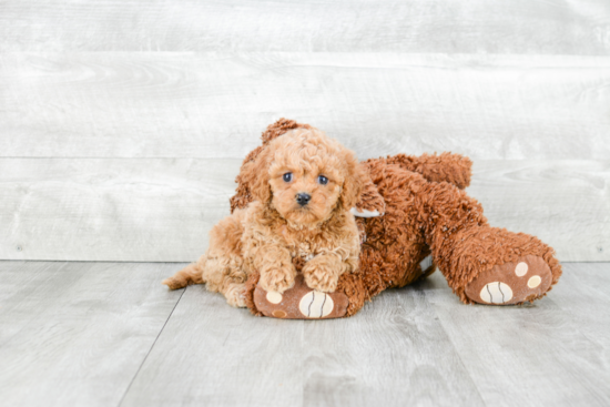 Adorable Cavoodle Poodle Mix Puppy