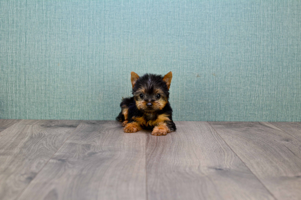 Meet Beckham - our Yorkshire Terrier Puppy Photo 