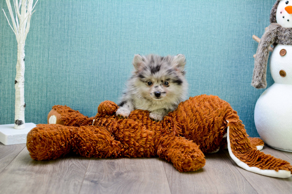 Popular Pomeranian Purebred Pup