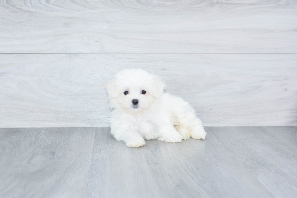 Maltese Puppy for Adoption