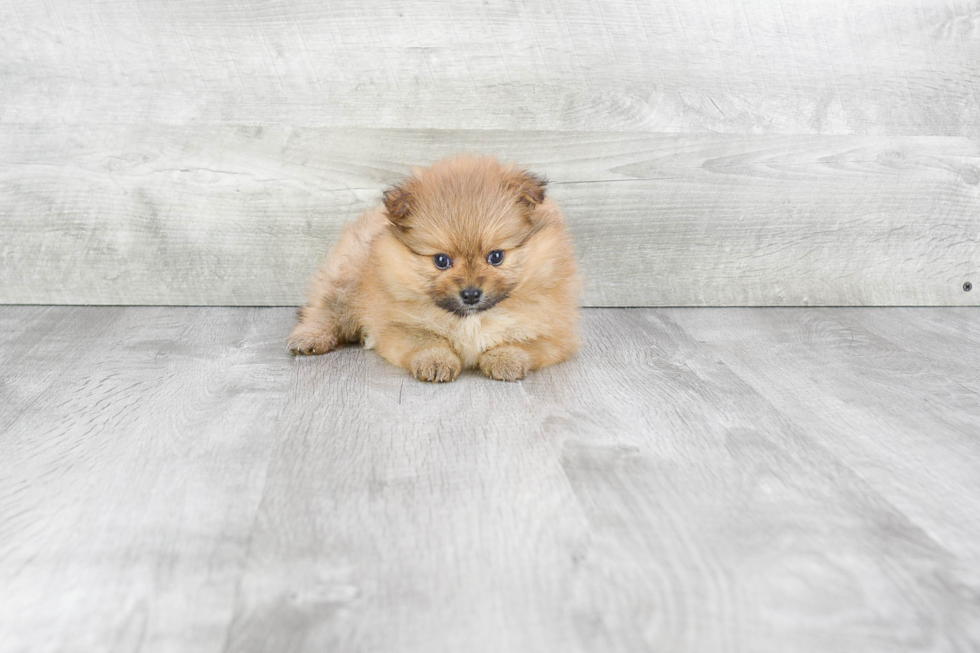 Pomeranian Puppy for Adoption