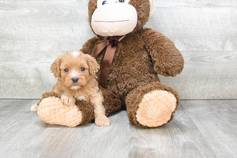 Best Cavapoo Baby