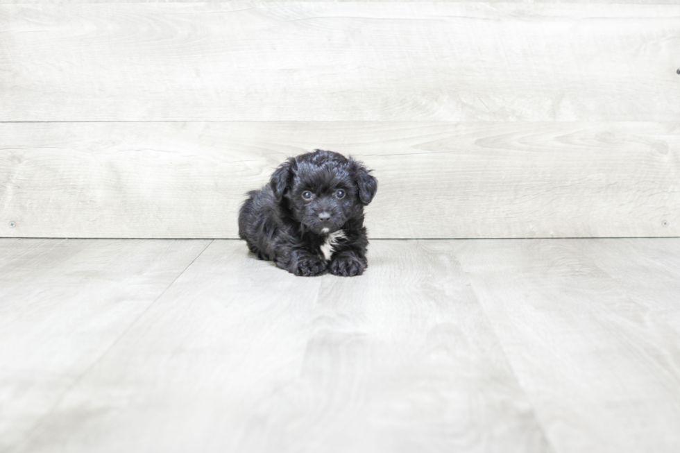 Mini Aussiedoodle Pup Being Cute