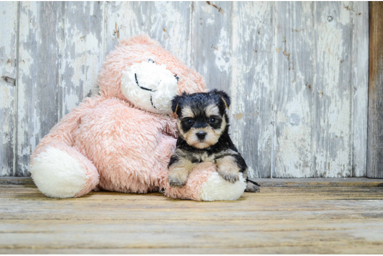 Fluffy Morkie Designer Pup