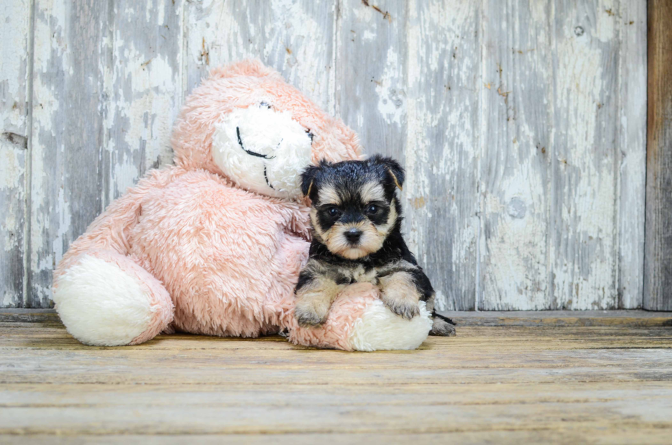 Fluffy Morkie Designer Pup