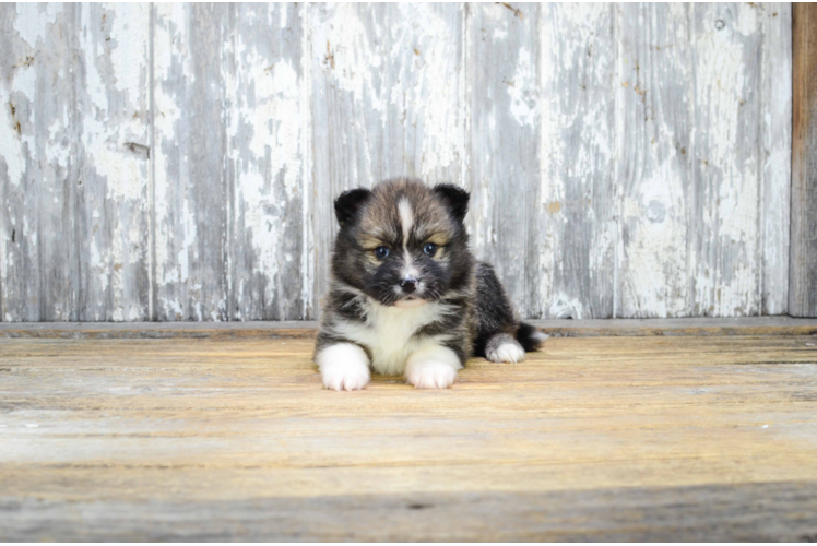 Pomsky Puppy for Adoption