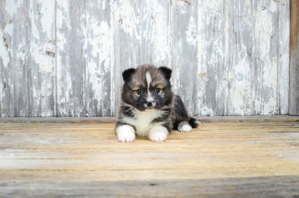 Pomsky Puppy for Adoption