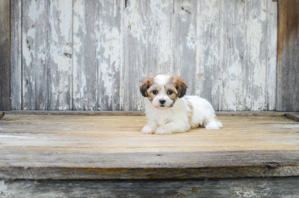 Teddy Bear Pup Being Cute