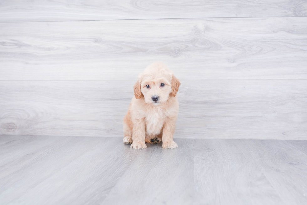 Popular Mini Goldendoodle Poodle Mix Pup