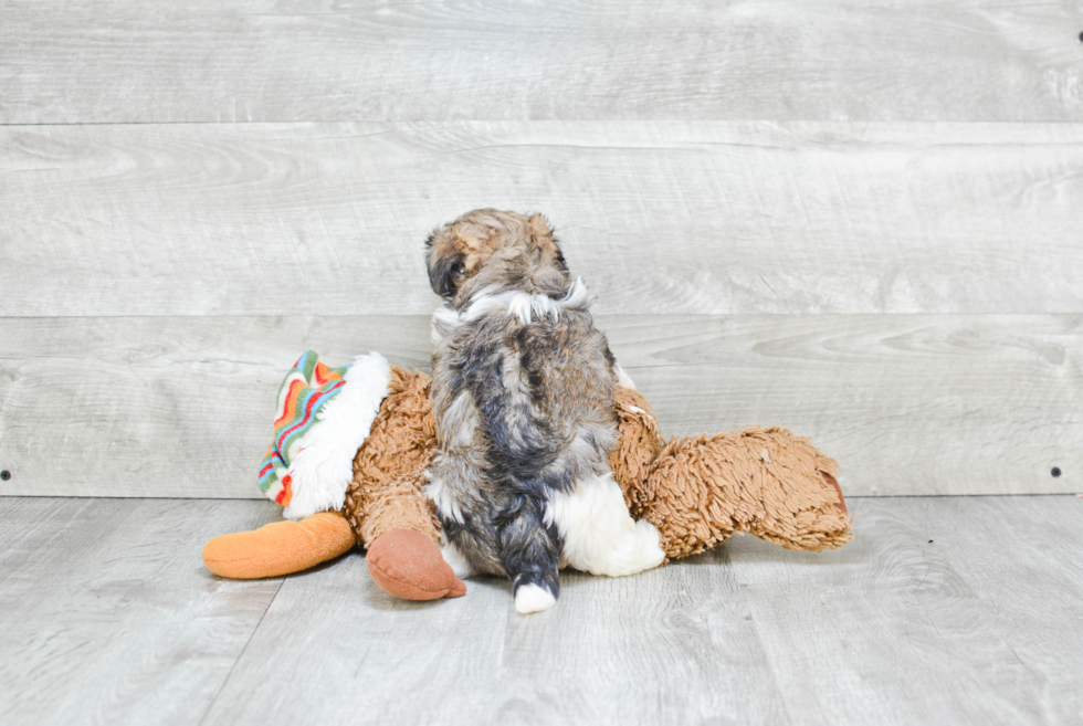 Havanese Pup Being Cute