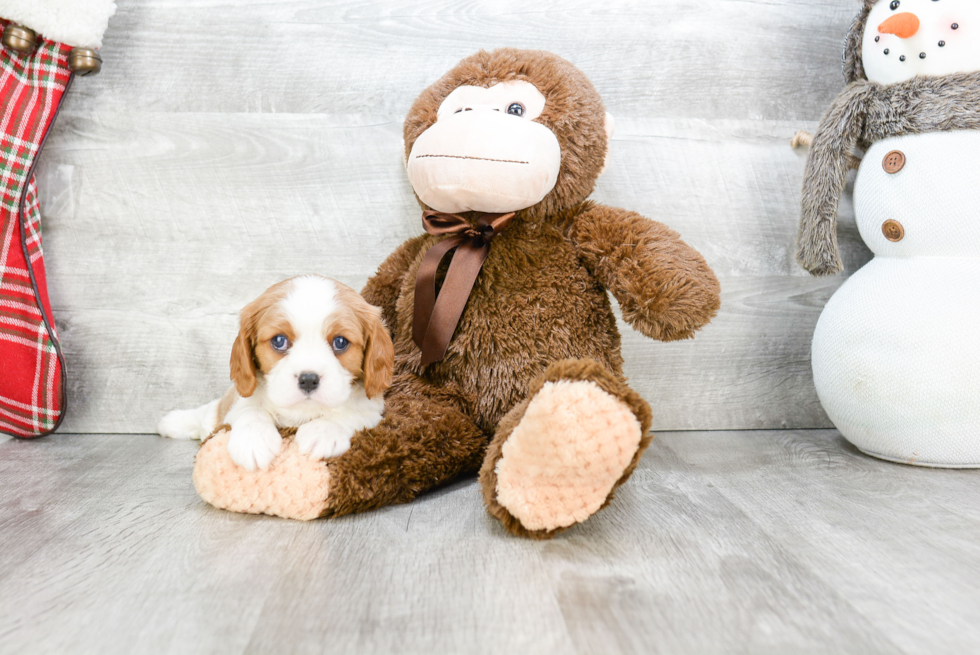 Funny Cavalier King Charles Spaniel Purebred Pup