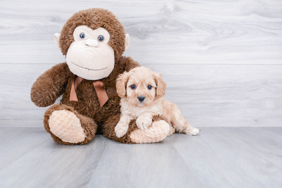 Popular Cavapoo Poodle Mix Pup