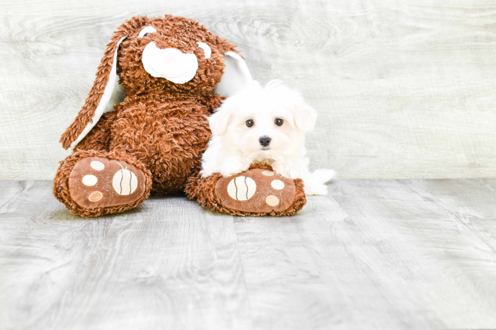 Maltese Puppy for Adoption