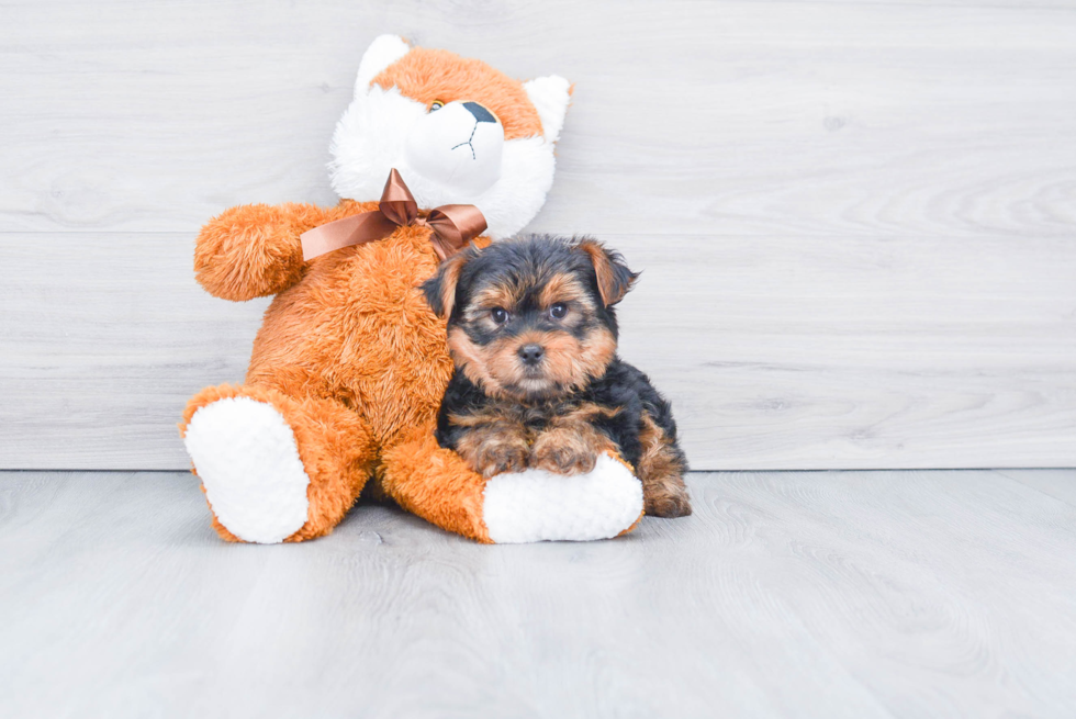 Meet Snickers - our Yorkshire Terrier Puppy Photo 