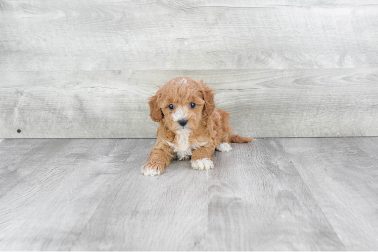 Cavapoo Puppy for Adoption