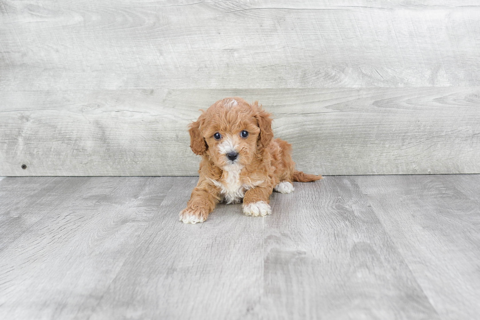 Cavapoo Puppy for Adoption