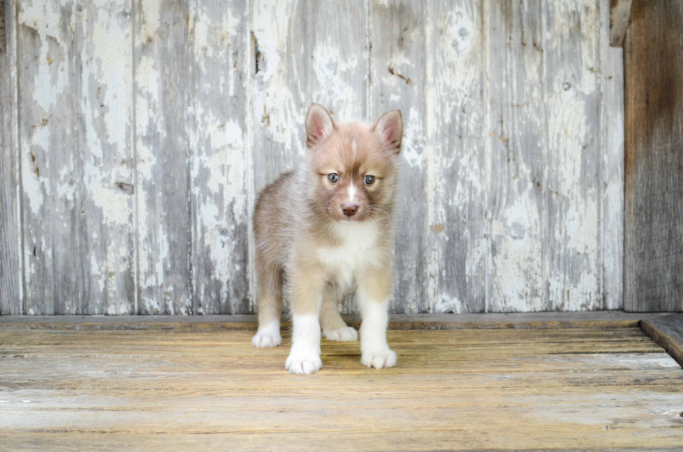 Best Pomsky Baby