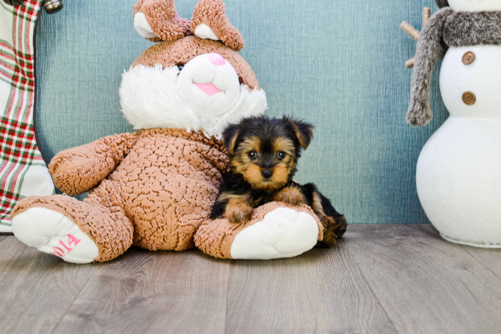 Meet Timmy - our Yorkshire Terrier Puppy Photo 