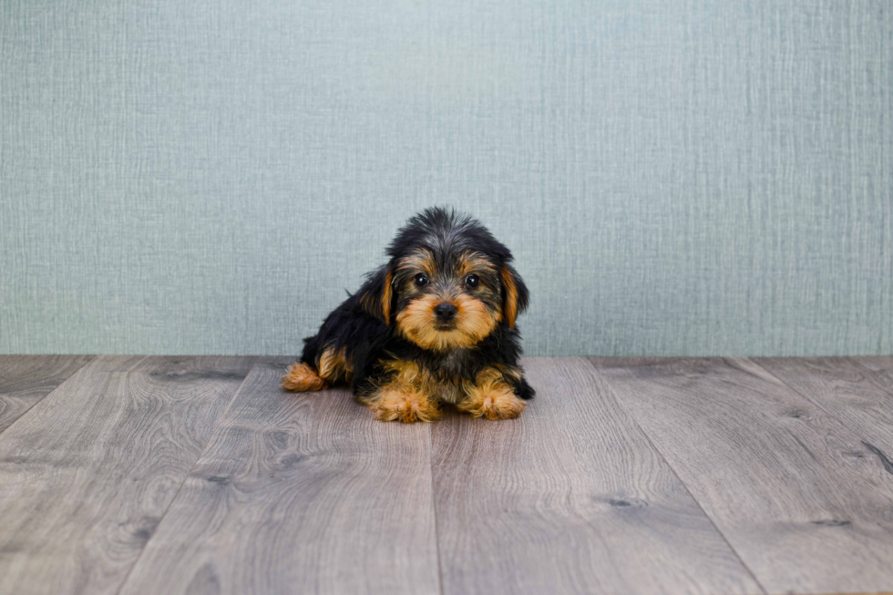 Meet Jeremy - our Yorkshire Terrier Puppy Photo 