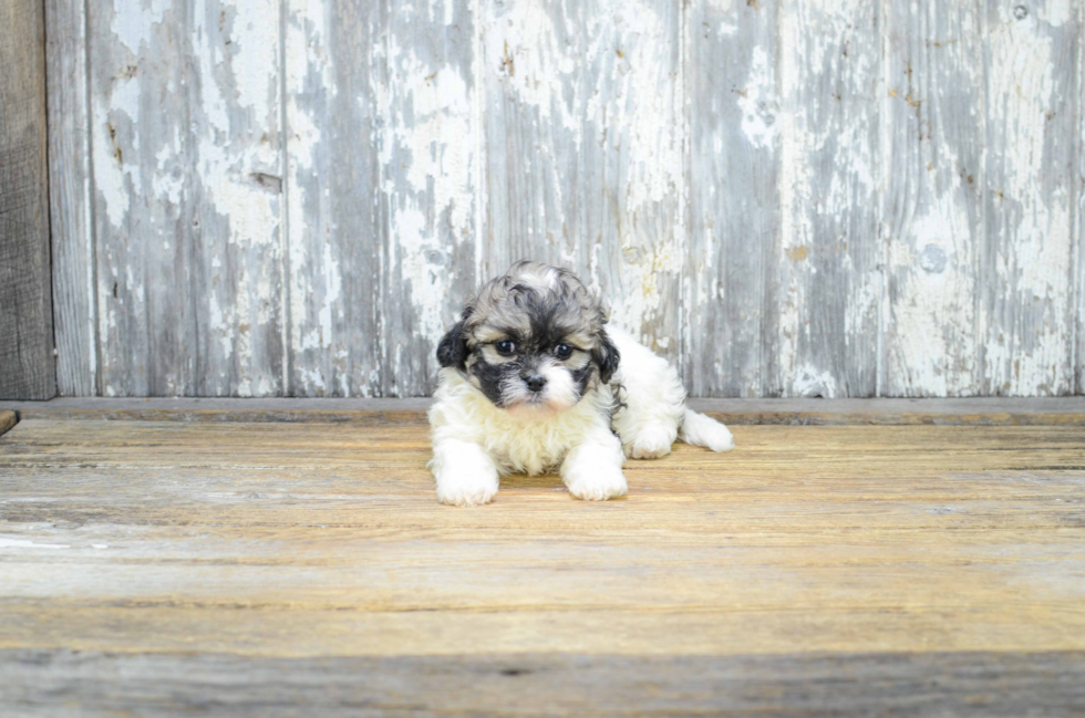 Cute Teddy Bear Baby