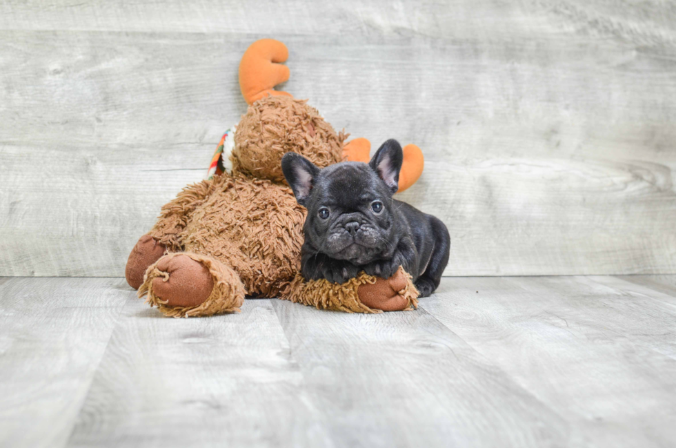 Small French Bulldog Purebred Pup