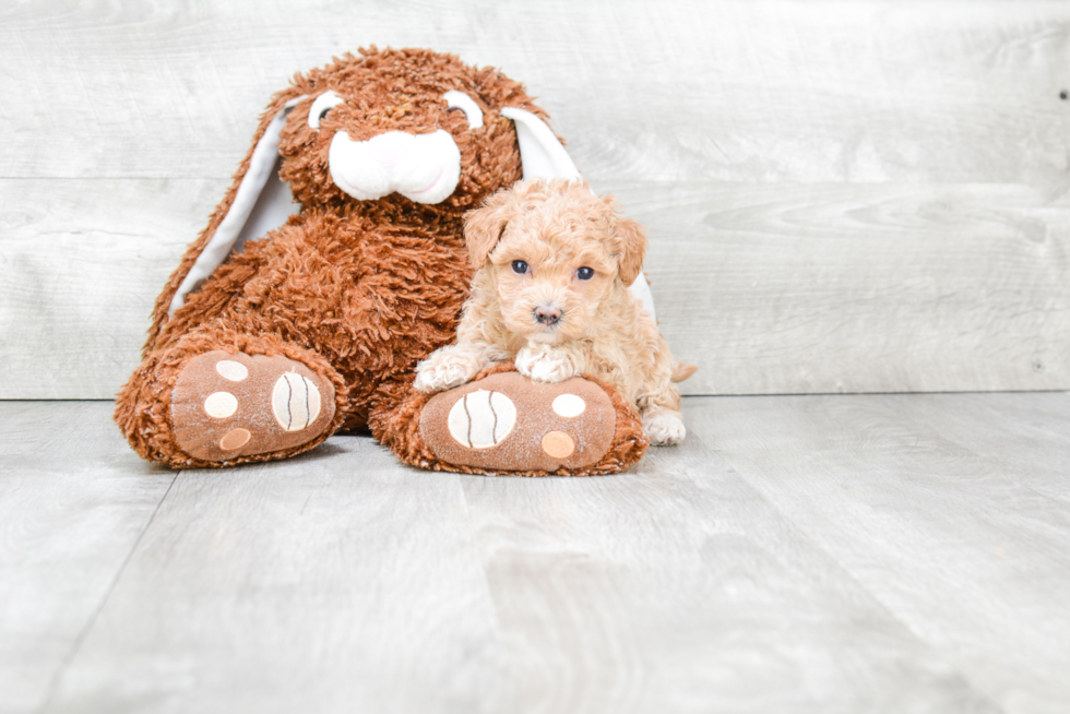 Smart Maltipoo Poodle Mix Pup