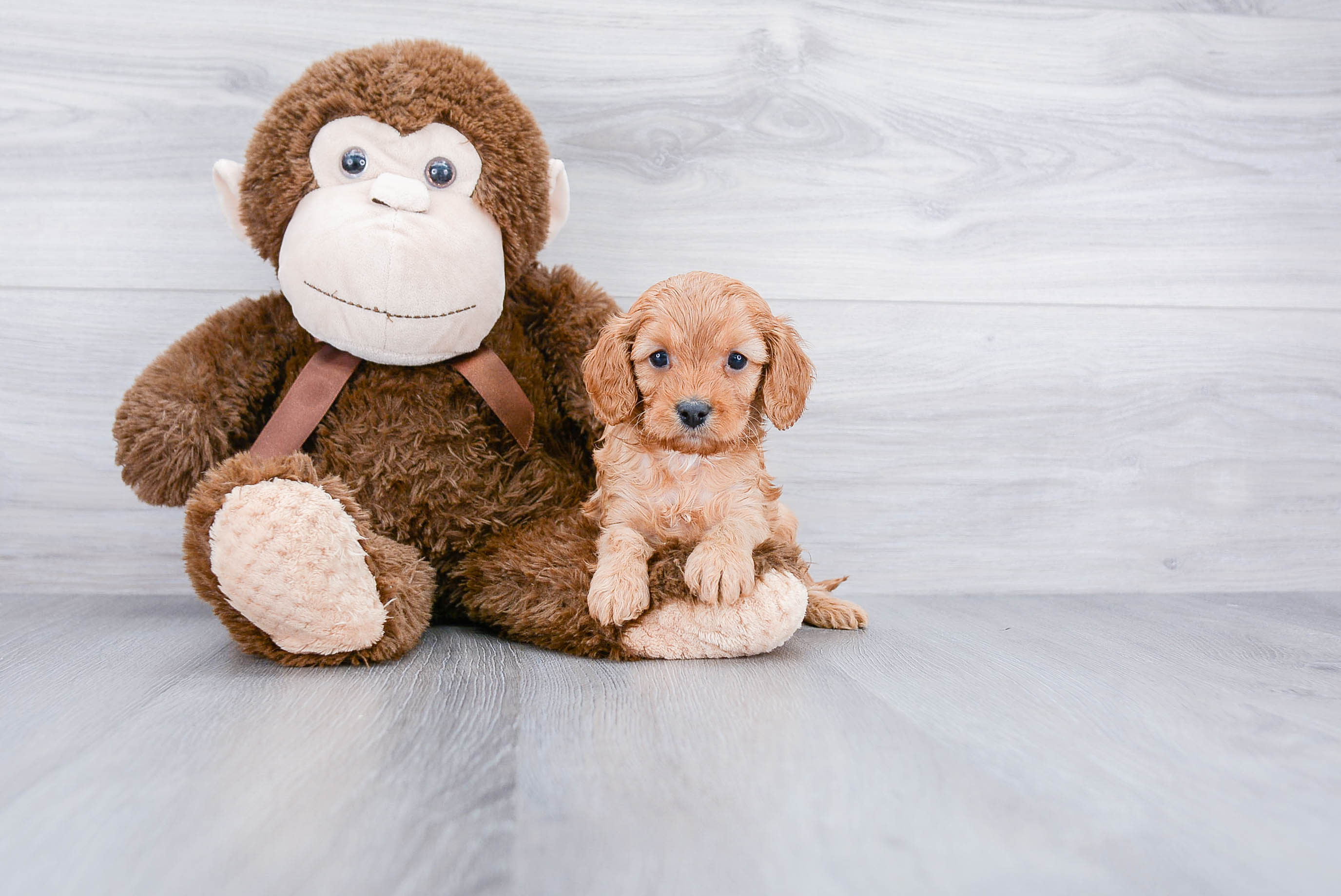 Cavapoo Pup Being Cute